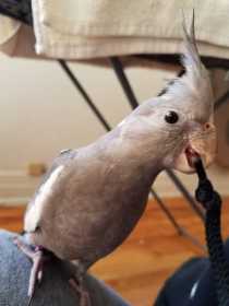 Lost Cockatiel