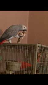 Lost African Grey