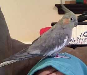 Lost Cockatiel