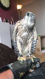 Lost Hawk