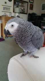 Lost African Grey