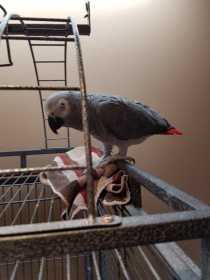 Lost African Grey