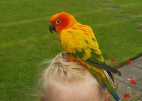 Lost Conure