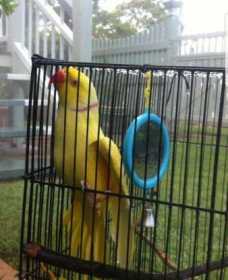 Lost Indian Ringneck Parakeet