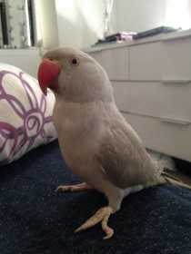 Lost Indian Ringneck Parakeet