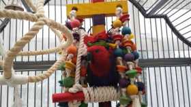 Lost Eclectus