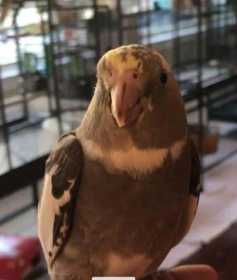 Lost Cockatiel