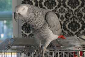 Lost African Grey