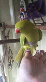 Lost Indian Ringneck Parakeet