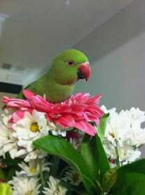 Lost Indian Ringneck Parakeet