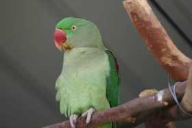 Lost Alexandrine