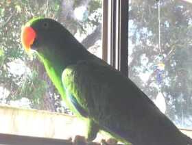 Lost Eclectus