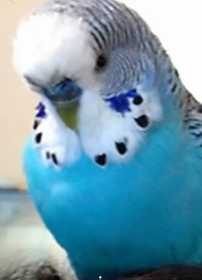 Lost Budgerigar