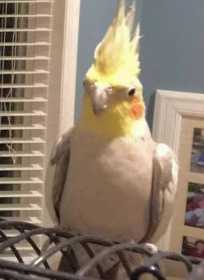 Lost Cockatiel