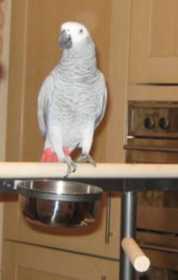 Lost African Grey