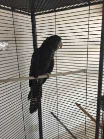 Lost Black Cockatoo