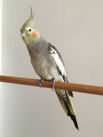 Lost Cockatiel