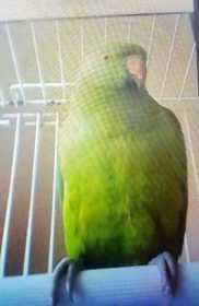 Lost Indian Ringneck Parakeet