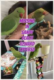 Lost Indian Ringneck Parakeet