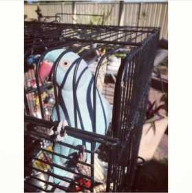 Lost Indian Ringneck Parakeet