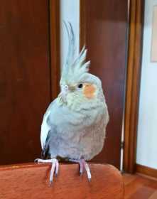 Lost Cockatiel