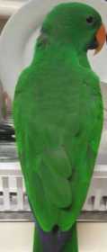 Lost Eclectus