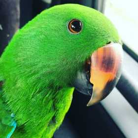 Lost Eclectus