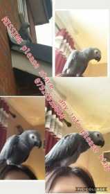 Lost African Grey