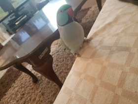 Lost Indian Ringneck Parakeet