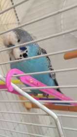 Lost Budgerigar