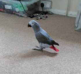 Lost African Grey