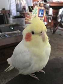 Lost Cockatiel