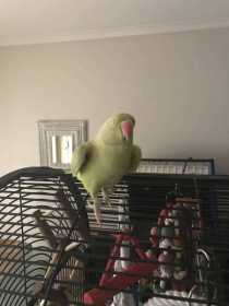 Lost Indian Ringneck Parakeet