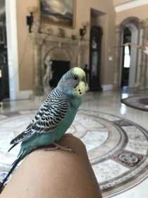 Lost Budgerigar