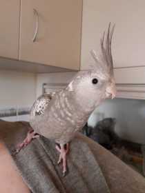 Lost Cockatiel