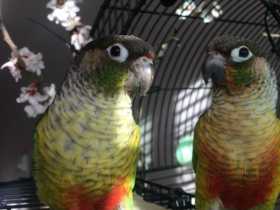 Lost Conure