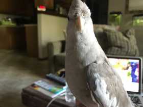 Lost Cockatiel