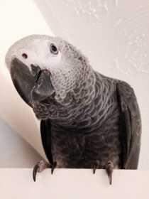 Lost African Grey