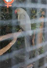 Lost Indian Ringneck Parakeet