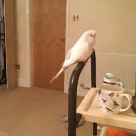 Lost Budgerigar