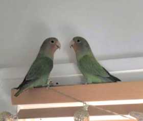 Lost Lovebird