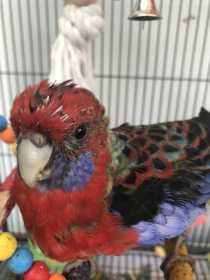 Lost Rosella