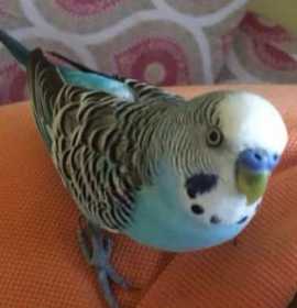 Lost Lovebird
