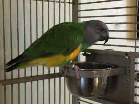 Lost Senegal
