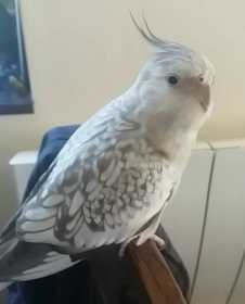 Lost Cockatiel