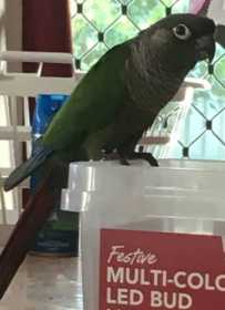 Lost Conure