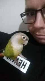 Lost Conure