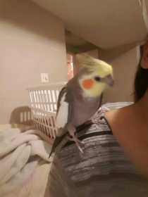 Lost Cockatiel