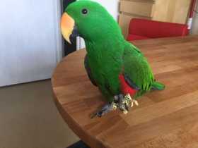 Lost Eclectus