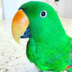 Lost Eclectus